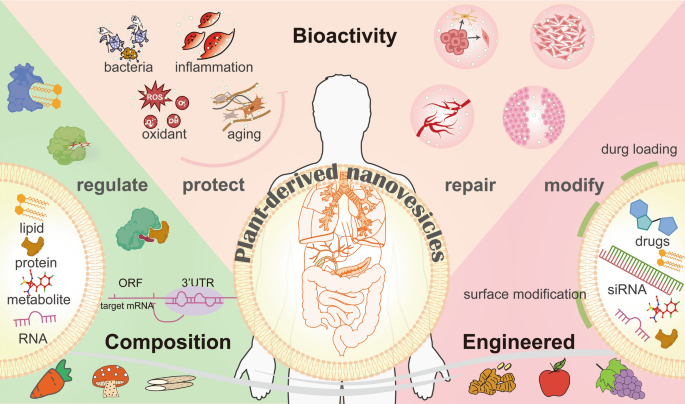 Harnessing Engineered Immune Cells and Bacteria as Drug Carriers