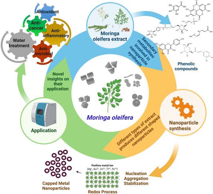 A comprehensive review on Moringa oleifera nanoparticles: importance of polyphenols in nanoparticle synthesis, nanoparticle efficacy and their applications | Journal of Nanobiotechnology