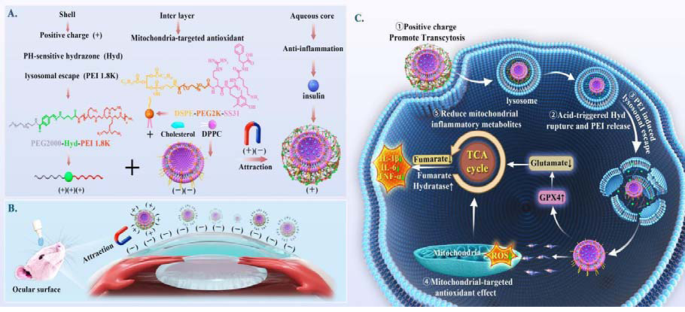 glutathione dry eyes Comprehensive dry eye therapy: overcoming ocular surface barrier and  combating inflammation, oxidation, and mitochondrial damage | Journal of  Nanobiotechnology