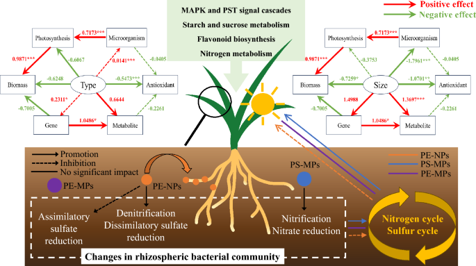 Multi-omics analyses reveal the responses of wheat (Triticum aestivum L.) and rhizosphere bacterial community to nano(micro)plastics stress | Journal of Nanobiotechnology