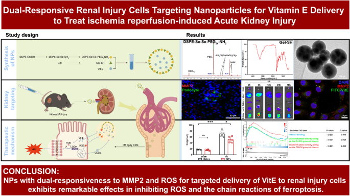can glutathione cause kidney damage Dual-responsive renal injury cells targeting nanoparticles for vitamin E  delivery to treat ischemia reperfusion-induced acute kidney injury |  Journal of Nanobiotechnology