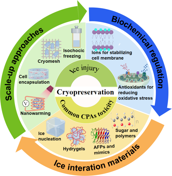 glutathione in organ perfusion cryopreservation Overcoming ice: cutting-edge materials and advanced strategies for  effective cryopreservation of biosample | Journal of Nanobiotechnology
