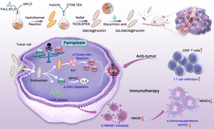 what is glutathione reduced mean Multifunctional glycyrrhizic acid-loaded nanoplatform combining ferroptosis  induction and HMGB1 blockade for enhanced tumor immunotherapy | Journal of  Nanobiotechnology