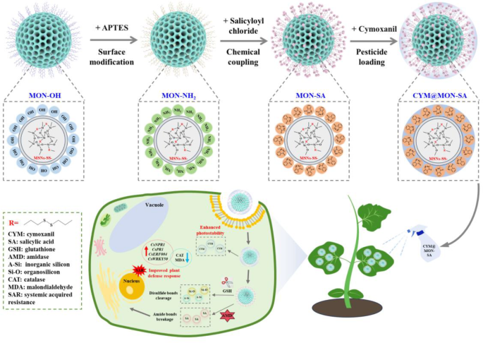 Fabrication of a dual-stimuli-responsive mesoporous organosilica nanoplatform for co-delivery of fungicide and plant immune inducer toward synergistic disease management | Journal of Nanobiotechnology | Springer Nature Link Fabrication of a dual-stimuli-responsive mesoporous organosilica nanoplatform for co-delivery of fungicide and plant immune inducer toward synergistic disease management | Journal of Nanobiotechnology | Springer Nature Link
