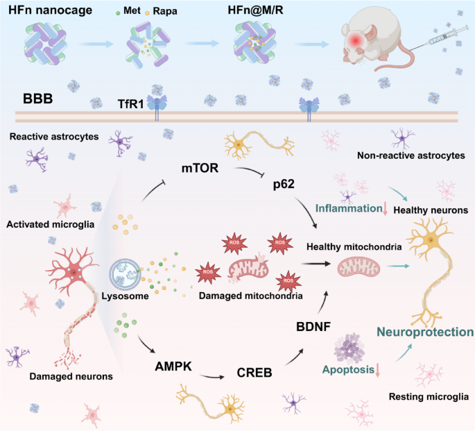 nano glutathione autism The impact of metabolism in spectrum disorder Frontiers | Mitochondrial dysfunction and