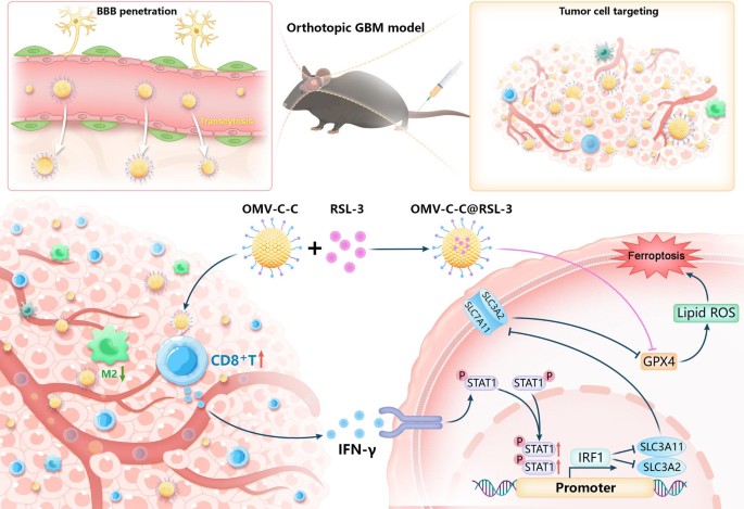 ibuprofen effect on glutathione Does Ibuprofen Deplete Glutathione? Understanding the Connection