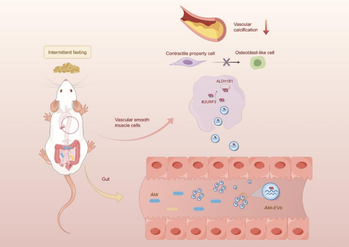 A novel protein B2URF3 from Akkermansia muciniphila increased by intermittent fasting alleviates vascular calcification | Journal of Nanobiotechnology