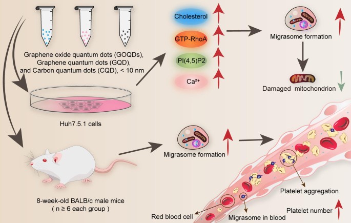 Carbon-based quantum dots enhance platelets aggregation through migrasomes biogenesis | Journal of Nanobiotechnology | Springer Nature Link Carbon-based quantum dots enhance platelets aggregation through migrasomes biogenesis | Journal of Nanobiotechnology | Springer Nature Link