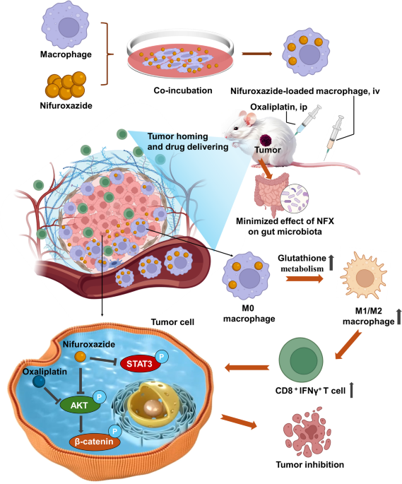 does glutathione thin the blood Macrophage-delivered Nifuroxazide reprograms immunosuppressive microenvironment and synergizes with oxaliplatin for enhanced anti-hepatocellular carcinoma therapy | Journal of Nanobiotechnology