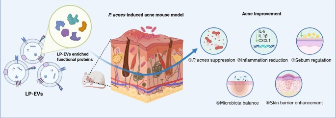 igf 1 lr3 and sermorelin together Best Peptides for Muscle Growth (Complete Guide 2026)