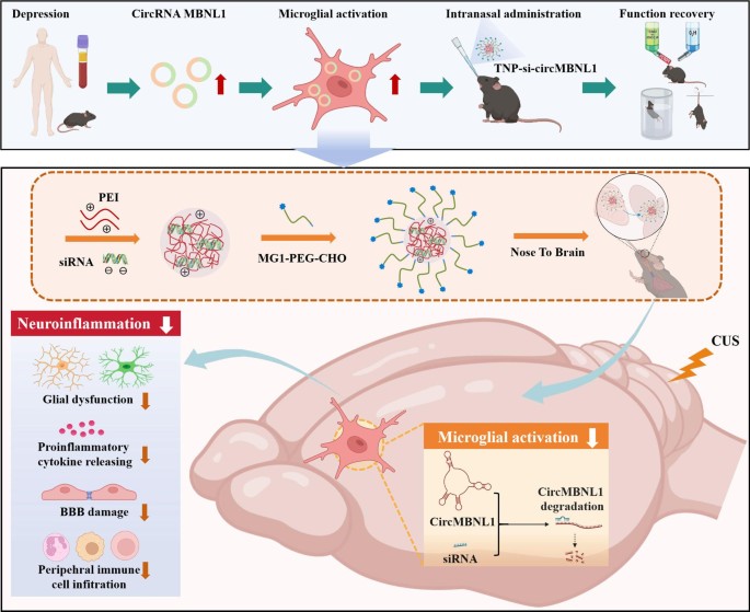 dihexa depression Targeting microglial circMBNL1 unlocks a novel nanomedicine therapeutic strategy for major depressive disorder | Journal of Nanobiotechnology Tissue Repair