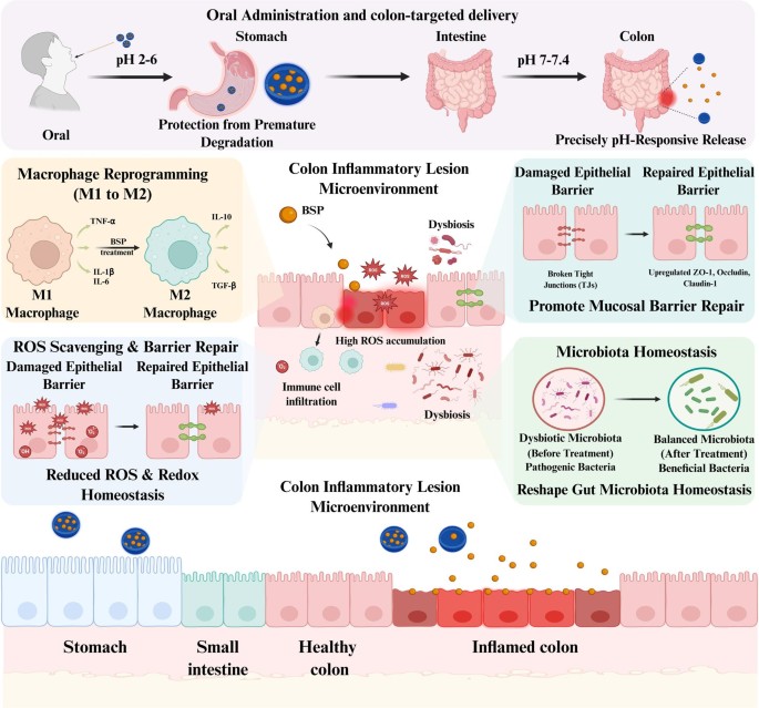 Colon-targeting pH-responsive Bletilla striata polysaccharide coacervate microdroplets for ulcerative colitis therapy via macrophage reprogramming