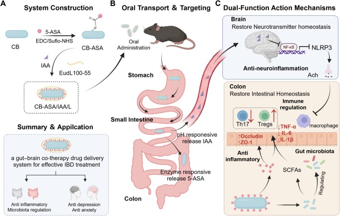 Probiotic-based sequential delivery system for gut-brain co-therapy against inflammatory bowel disease-associated anxiety/depression