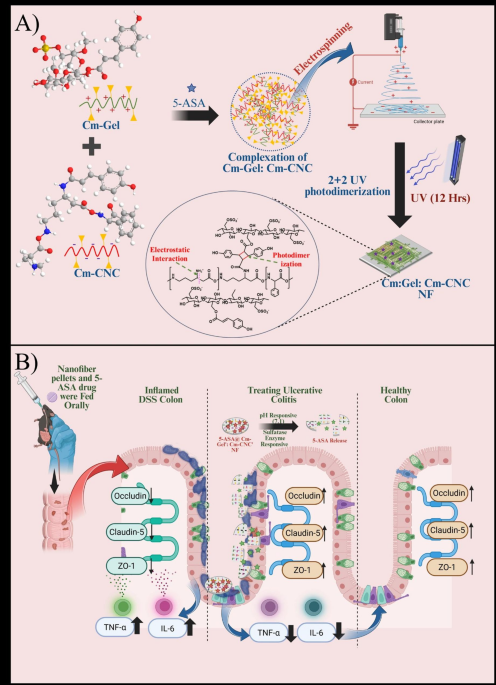 Orally administrable photo-crosslinked coumaroyl-modified gelatin-CNC nanofibers for ulcerative colitis environment-triggered release of 5-aminosalicylic acid