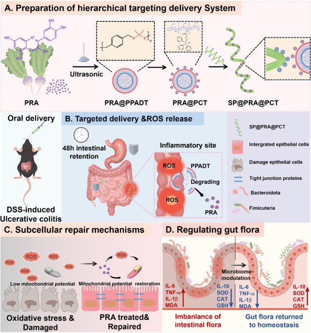 Oral microalgae-ROS-responsive hierarchical targeting delivery system for precision therapy of ulcerative colitis