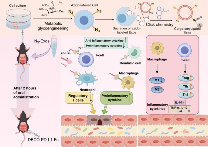 Metabolic glycoengineered exosomes enable in situ PD-L1-Fc assembly for targeted immunotherapy in ulcerative colitis