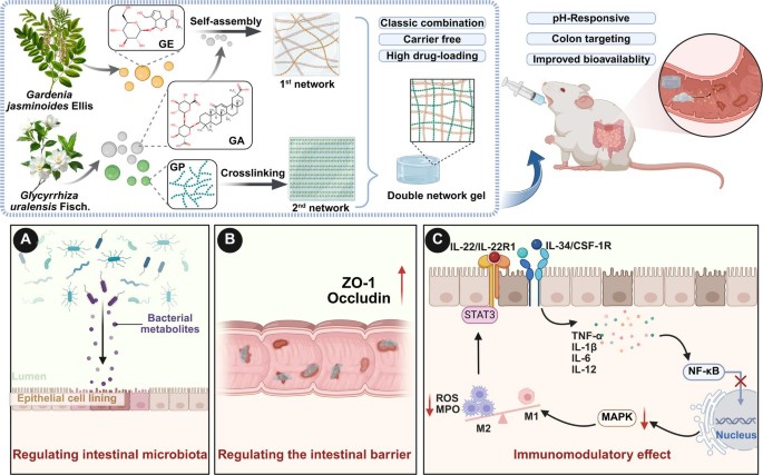A dual-crosslinked herbal hydrogel for multimodal therapy of ulcerative colitis via IL-34/IL-22 modulation