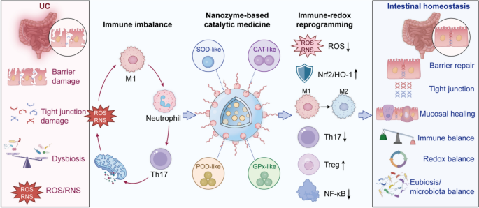 Catalytic nanozymes for ulcerative colitis: harnessing immune-redox crosstalk for mucosal healing and disease remission