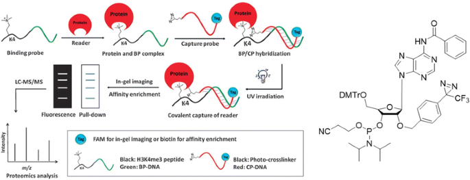 Post-translational insertion of boron in proteins to probe and