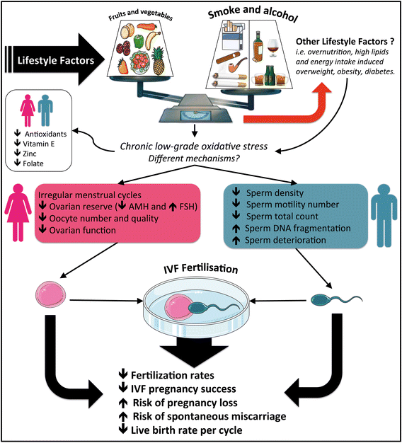 The effect of cigarette smoking, alcohol consumption and fruit and  vegetable consumption on IVF outcomes: a review and presentation of  original data | Reproductive Biology and Endocrinology