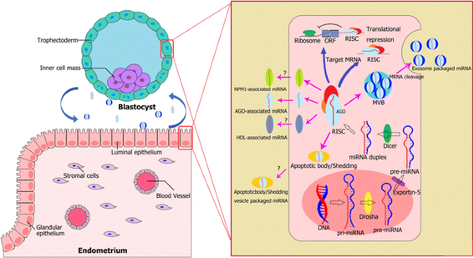 MicroRNAs in Gametes and Preimplantation Embryos: Clinical Implications -  ScienceDirect