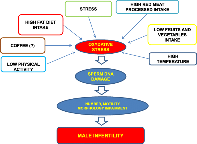 glutathione and male infertility Lifestyle fertility: the influence of stress and quality of life on fertility | Reproductive Biology and Endocrinology PDF) Glutathione S–Transferase Polymorphisms (GSTM1,