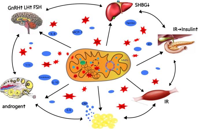 glutathione is good for pcos Polycystic ovary syndrome and mitochondrial dysfunction | Reproductive Biology and Endocrinology IV Plus | Recovery