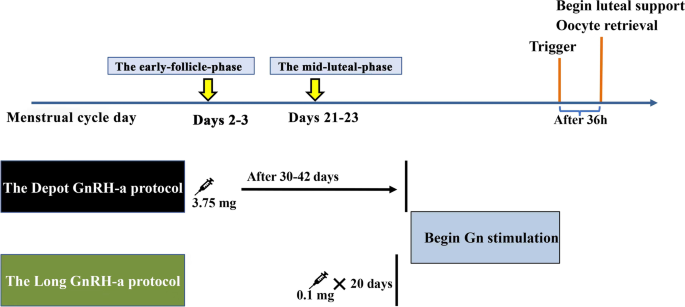 The follicular-phase depot GnRH agonist protocol results in a higher live  birth rate without discernible differences in luteal function and child  health versus the daily mid-luteal GnRH agonist protocol: a single-centre,  retrospective
