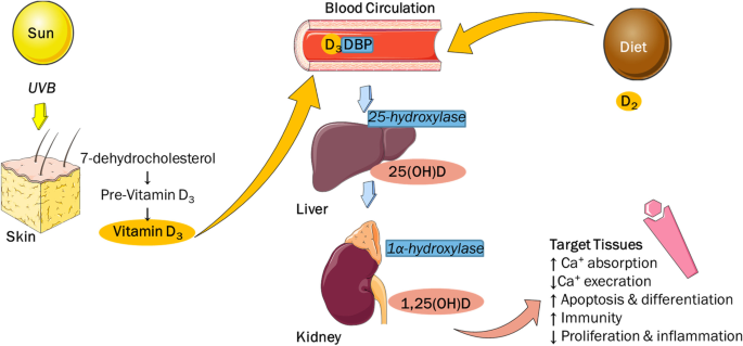 Supplementation with vitamin D and its analogs for treatment of endothelial  dysfunction and cardiovascular disease – ScienceOpen