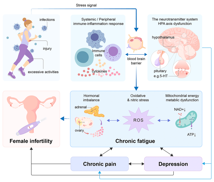 adrenal fatigue glutathione Connecting the dots: the role of fatigue in female infertility |  Reproductive Biology and Endocrinology