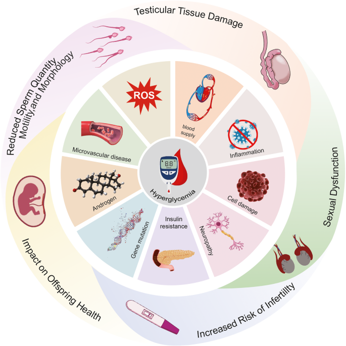 does glutathione increase sperm count Systemic impacts of diabetes on spermatogenesis and intervention  strategies: multilayered mechanism analysis and cutting-edge therapeutic  approaches | Reproductive Biology and Endocrinology