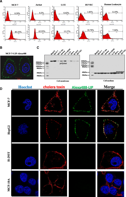 Sequence alignment of the C-and A-sheet domains of the lamprey LV