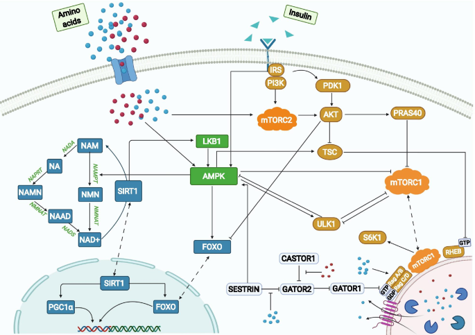 S. Typhimurium evades autophagy by disrupting Sirt1-dependent AMPK