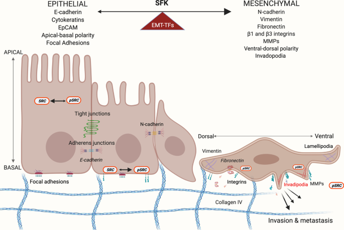 Transcriptional control of aspartate kinase expression during