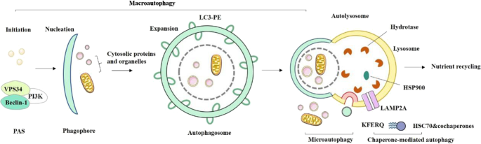 Molecular mechanisms of cell death: recommendations of the Nomenclature  Committee on Cell Death 2018