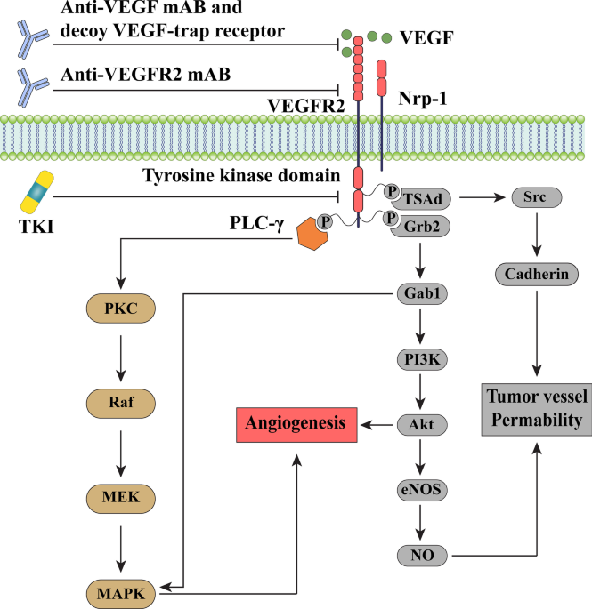 bpc 157 angiogenesis vegf cancer risk Regeneration or Risk? A Narrative Review of BPC-157 for Musculoskeletal Healing BPC-157: Miracle Healing Peptide or