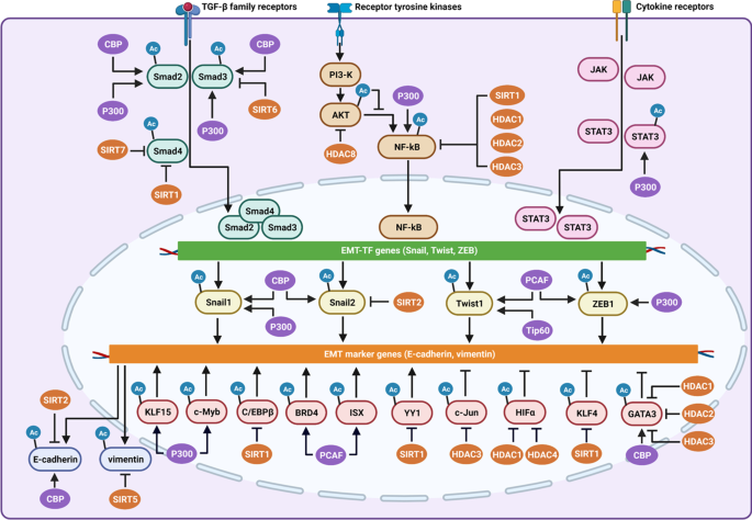 Fra-1/AP-1 induces EMT in mammary epithelial cells by modulating Zeb1/2 and  TGFβ expression