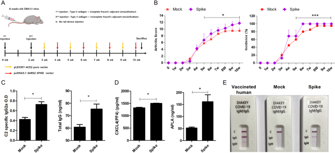 SARS-CoV-2 spike protein promotes inflammatory cytokine activation