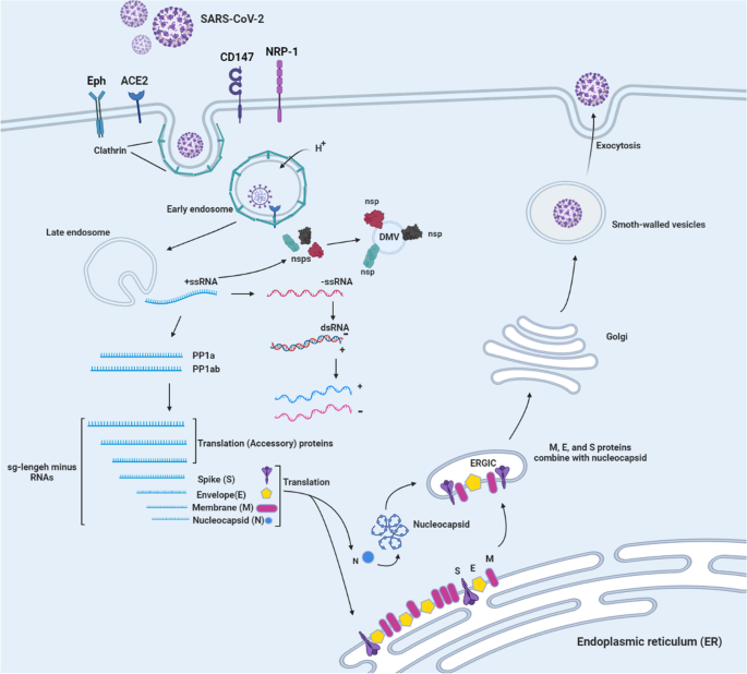 Correction: Identifying key determinants and dynamics of SARS-CoV-2/ACE2  tight interaction