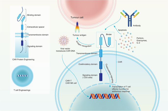 Multipurposing CARs: Same engine, different vehicles: Molecular Therapy