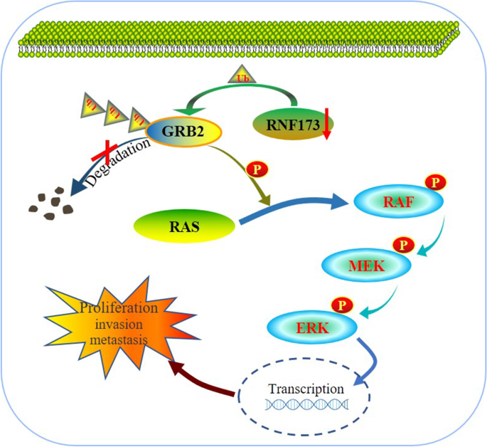 The ERK Signal Transduction Pathway: R&D Systems