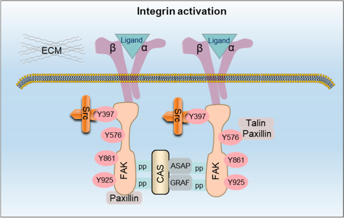Integrin Cytoplasmic Tail Interactions