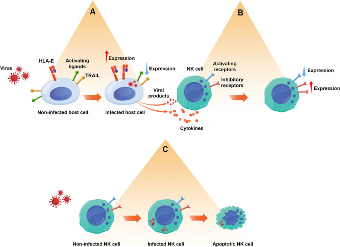 SARS-CoV-2 evades natural killer cell cytotoxic responses