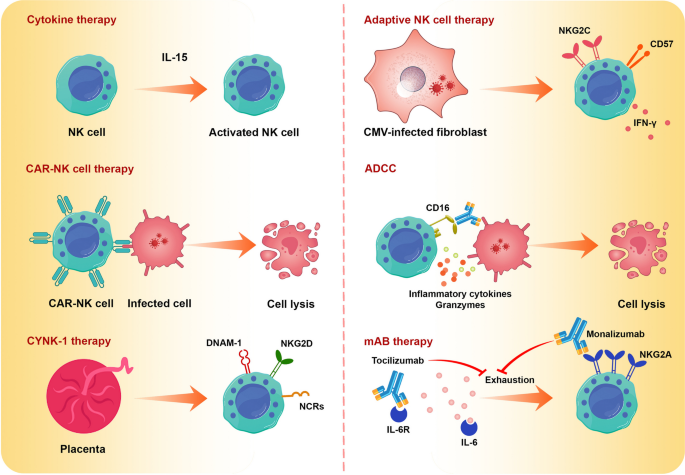 SARS-CoV-2 evades natural killer cell cytotoxic responses