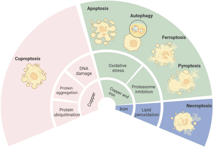 combing glutathione copper Iron and copper: critical executioners of ferroptosis, cuproptosis and other forms of cell death | Cell Communication and Signaling format:capsule Packaging:Pack of 8 Todos los pedidos se AOD-9604 Peptide Guide (2026):