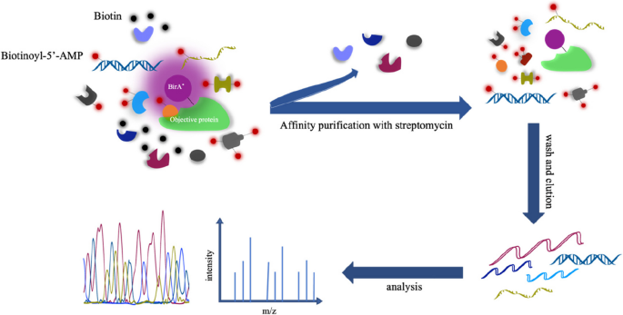 Deciphering Spatial Protein–Protein Interactions in Brain Using