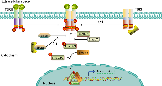 glutathione s-transferase 14-3-3 immune The role of S-transferases in human disease pathogenesis and their current inhibitors The triple role of glutathione