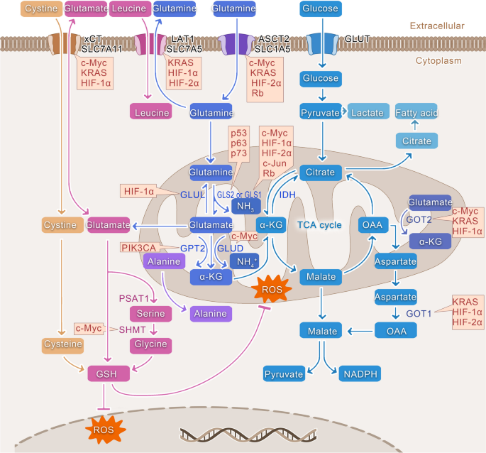 ipamorelin tolerability side effects Sermorelin vs Ipamorelin: Which peptide is right for you? ipamorelin tolerability side effects Sermorelin vs Ipamorelin: Which peptide is right for you?