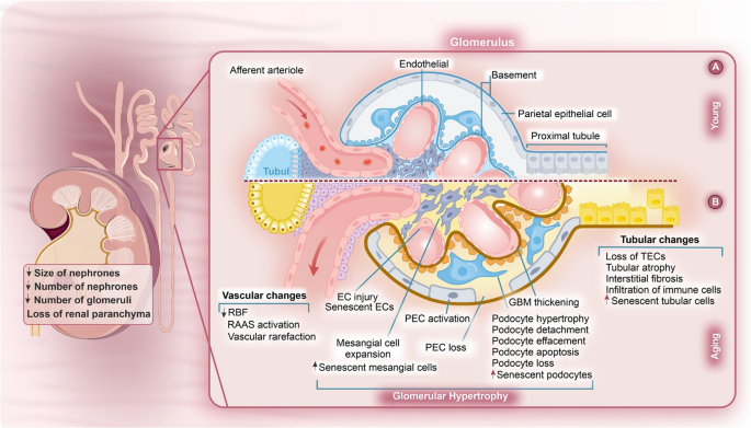 foxo4-dri kidney failure Senescent Cells | Their Role in Disease FOXO4-DRI - Wikipedia