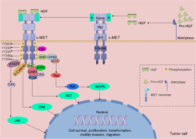 dihexa hgf c-met agonist Growth factors and their peptide mimetics for treatment of traumatic brain  injury